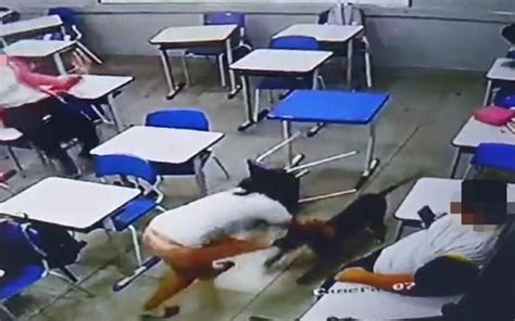 Cachorro ataca aluna dentro de sala de aula; vídeo é forte